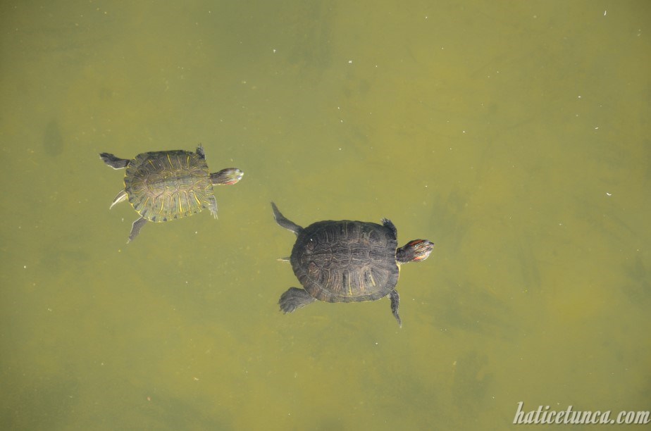 Su kaplumbağaları