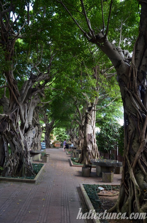 Nan Lian Bahçesi-Banyan Ağaçları