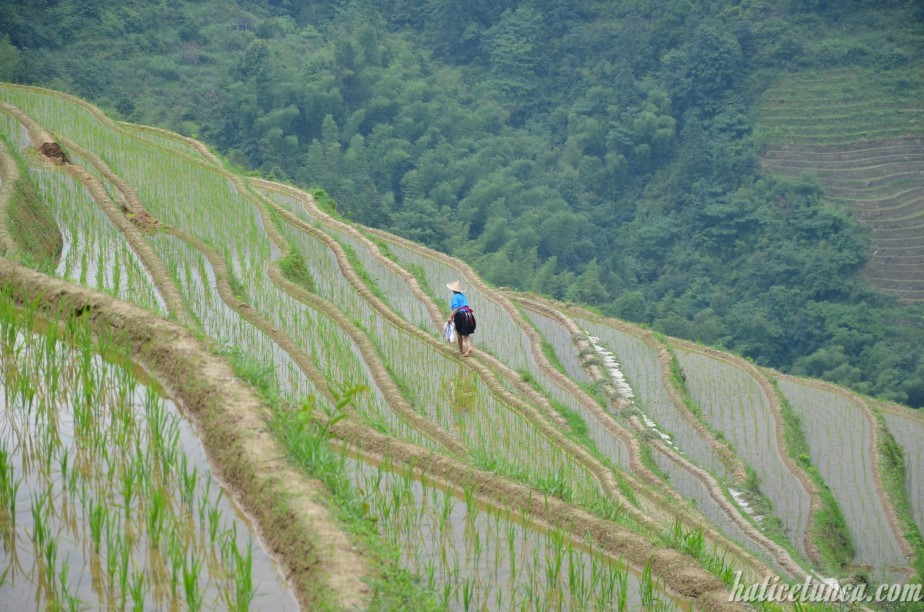 Longji Pirinç Terasları
