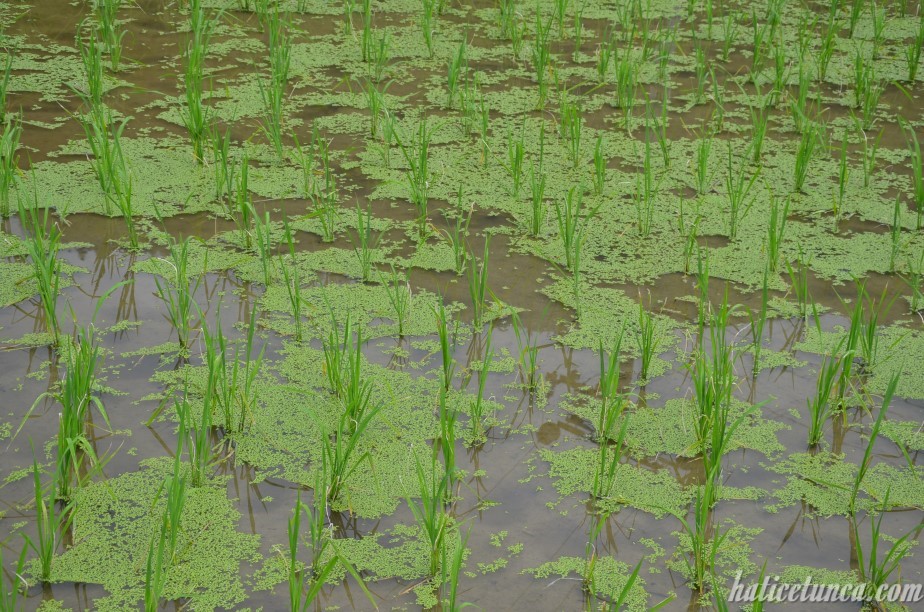 Longji Pirinç Terasları