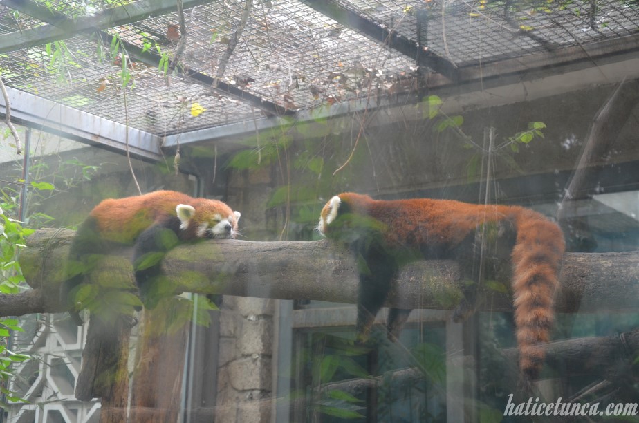 Kızıl pandalar