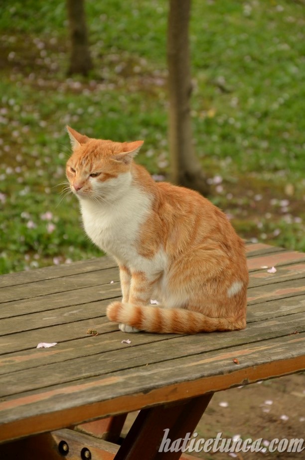 Sarı kedi