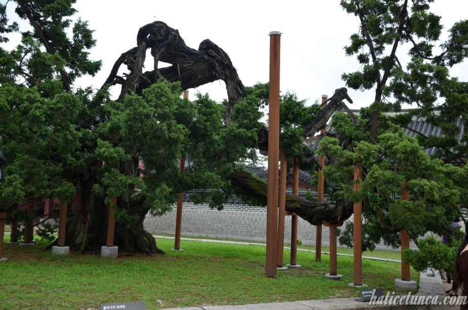 Hyangnamu tree