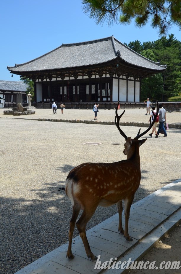 Kōfuku-ji Tapınağı