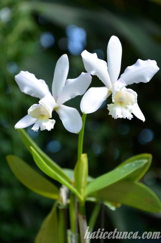 Beyaz orkideler