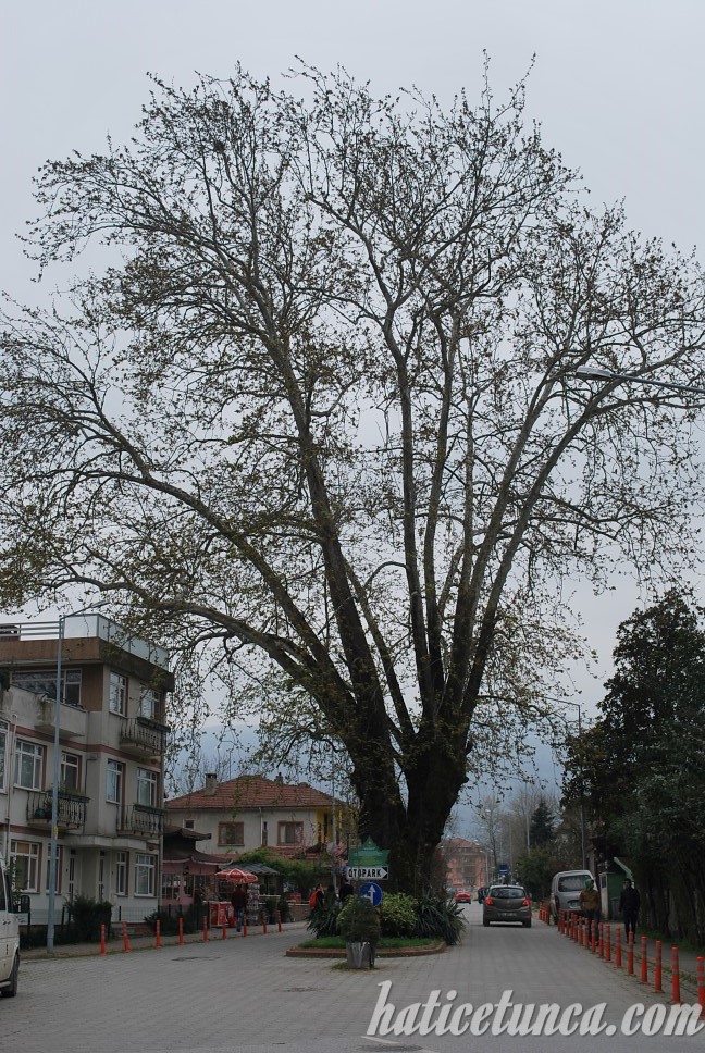 Çınar ağacı