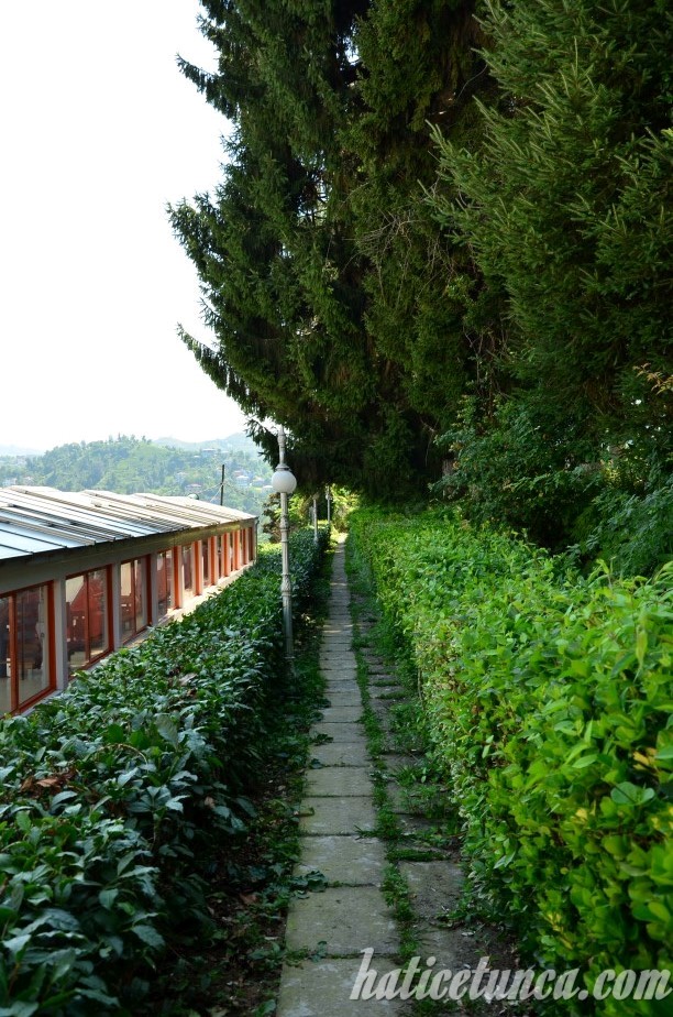 Botanik Çay Bahçesi