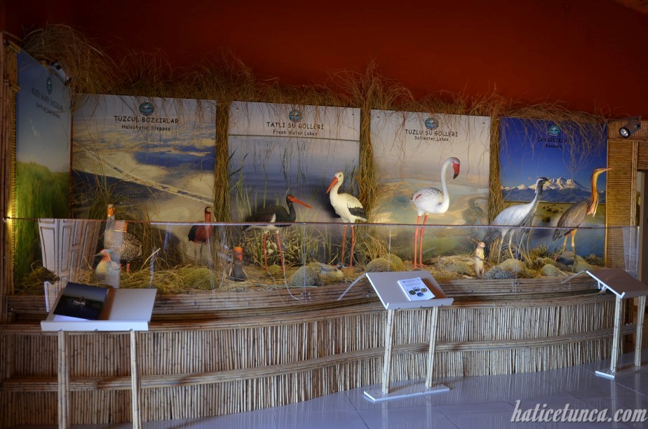 Kuş Müzesi